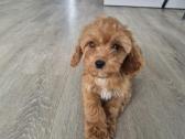 Cavapoo - nuotraukos Nr. 4