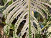 Monstera Devil Monster