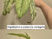 Monsteros, filodendrai, zz, žilė, juka, alocasia - nuotraukos Nr. 3