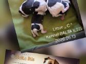 Foksterjerai, šiurkščiaplaukiai foksterjerai