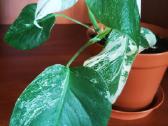Monstera variegata - nuotraukos Nr. 2