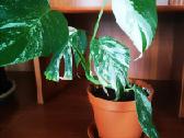 Monstera variegata - nuotraukos Nr. 3