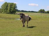 Parduodama poni kumelė - nuotraukos Nr. 2