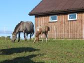 Parduodama poni kumelė - nuotraukos Nr. 3