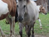 Parduodama poni kumelė - nuotraukos Nr. 4