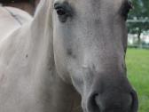 Parduodama poni kumelė - nuotraukos Nr. 5
