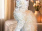 Cream tabby berniukas. - nuotraukos Nr. 2
