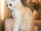 Cream tabby berniukas.