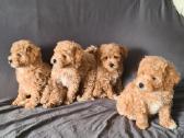 Maltipoo dvi porelės.