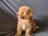 Maltipoo dvi porelės. - nuotraukos Nr. 2