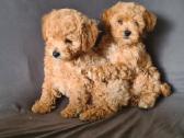 Maltipoo dvi porelės. - nuotraukos Nr. 3