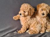 Maltipoo dvi porelės. - nuotraukos Nr. 4