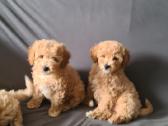 Maltipoo dvi porelės. - nuotraukos Nr. 5