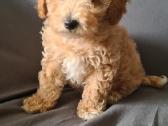 Maltipoo dvi porelės. - nuotraukos Nr. 6
