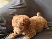 Maltipoo dvi porelės. - nuotraukos Nr. 7
