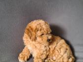 Maltipoo mergaitės - nuotraukos Nr. 7