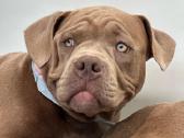 American Bully (poket)