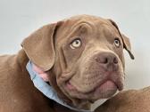 American Bully (poket) - nuotraukos Nr. 23