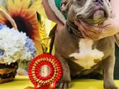 American Bully (poket) - nuotraukos Nr. 4