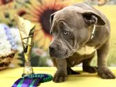 American Bully (poket) - nuotraukos Nr. 5