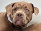 American Bully (poket) - nuotraukos Nr. 2