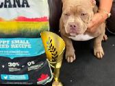 American Bully (poket) - nuotraukos Nr. 3
