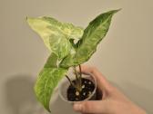 Monsteros, filodendrai, zz, žilė, juka, alocasia - nuotraukos Nr. 2