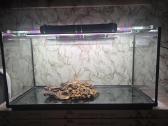 Akvariumas 200l ir įranga