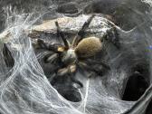 Įvairūs Tarantulai + skorpionas + šimtakojis