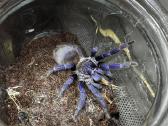 Įvairūs Tarantulai + skorpionas + šimtakojis - nuotraukos Nr. 5