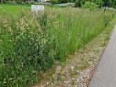 Žolės pjovimas, teritorijų priežūra - nuotraukos Nr. 2