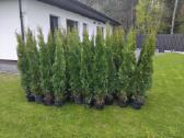 Vejos priežiūra, aplinkos tvarkymas - nuotraukos Nr. 11