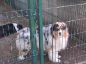 Aussi blue merle & black tricolor - nuotraukos Nr. 15