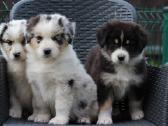 Aussi blue merle & black tricolor