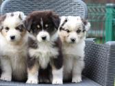 Aussi blue merle & black tricolor - nuotraukos Nr. 2
