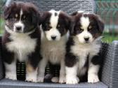 Aussi blue merle & black tricolor - nuotraukos Nr. 2