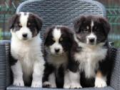 Aussi blue merle & black tricolor - nuotraukos Nr. 4