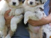Aussi blue merle & black tricolor - nuotraukos Nr. 16