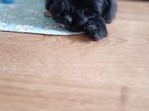Cavapoo - nuotraukos Nr. 18