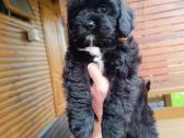 Cavapoo - nuotraukos Nr. 5