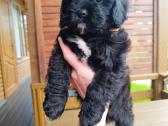 Cavapoo - nuotraukos Nr. 11