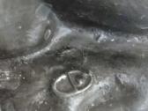 Metalinė skulpturėlė "stirna" - nuotraukos Nr. 6