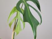Monstera Burle Marx Flame karpiniai