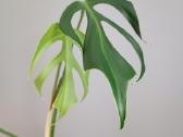Monstera Burle Marx Flame karpiniai - nuotraukos Nr. 2