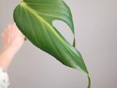 Monstera Burle Marx Flame karpiniai - nuotraukos Nr. 3