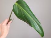 Monstera Burle Marx Flame karpiniai - nuotraukos Nr. 5