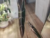 Alocasia Longiloba Purple