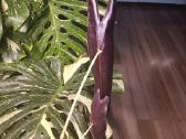 Alocasia Longiloba Purple - nuotraukos Nr. 2
