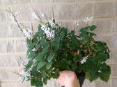 Plectranthus Ernstii - nuotraukos Nr. 2