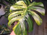Monstera Borsigiana Aurea Tricolor karpiniai - nuotraukos Nr. 8